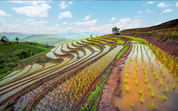 Du lịch nông nghiệp Thái Lan mới lạ và độc đáo | Saigon Star Travel du lich nong nghiep thai lan moi la va doc dao 1