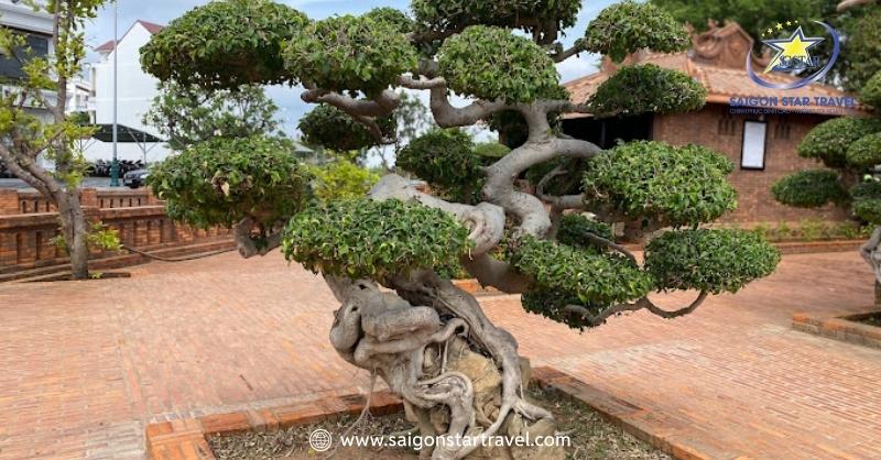 Chùa Thanh Minh Tự Phan Thiết - Tìm Sự An Yên Giữa Đời Bộn Bề | Saigon Star Travel Cây kiểng tại chùa Thanh Minh Tự