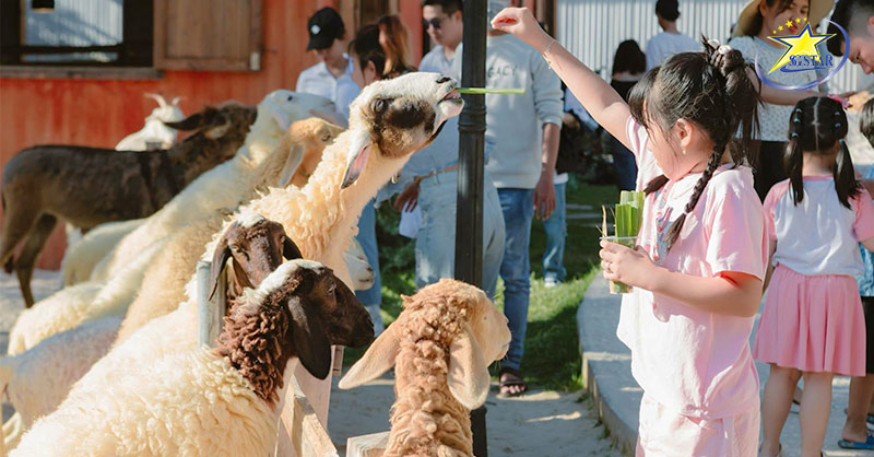 Hanna Beach Mũi Né - Tổ hợp check-in thú vị không thể bỏ lỡ | Saigon Star Travel Cho cừu ăn tại Hanna Beach