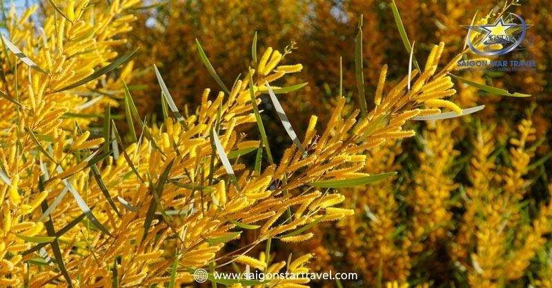Rừng Hoa Keo Lá Tràm Bình Thuận - Điểm Đến Hấp Dẫn | Saigon Star Travel Hoa keo lá tràm