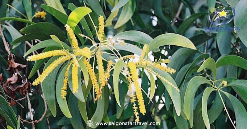 Rừng Hoa Keo Lá Tràm Bình Thuận - Điểm Đến Hấp Dẫn | Saigon Star Travel Hoa Keo