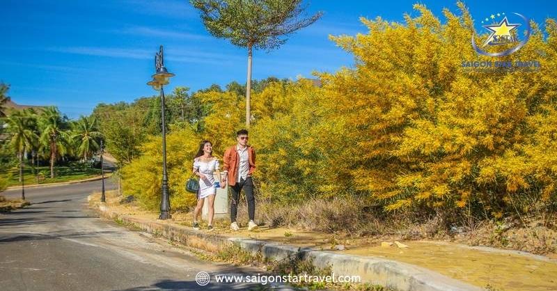 Rừng Hoa Keo Lá Tràm Bình Thuận - Điểm Đến Hấp Dẫn | Saigon Star Travel Chụp hình hoa keo lá tràm