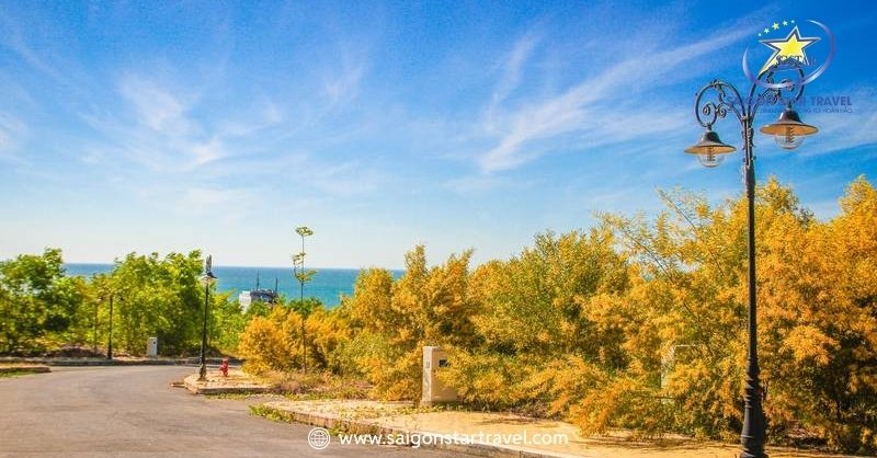 Rừng Hoa Keo Lá Tràm Bình Thuận - Điểm Đến Hấp Dẫn | Saigon Star Travel Rừng hoa keo lá tràm