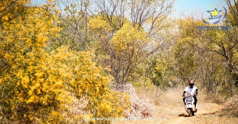 Rừng Hoa Keo Lá Tràm Bình Thuận - Điểm Đến Hấp Dẫn | Saigon Star Travel Rừng hoa lá keo