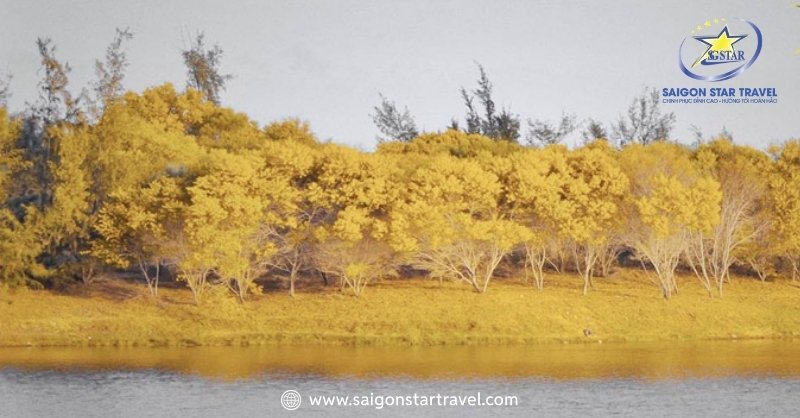 Rừng Hoa Keo Lá Tràm Bình Thuận - Điểm Đến Hấp Dẫn | Saigon Star Travel Rừng keo lá tràm