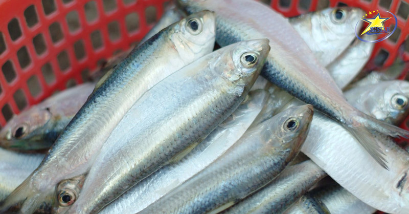 Cách Làm Gỏi Cá Trích Phú Quốc Ngon Đúng Điệu | Saigon Star Travel Chọn cá trích tươi ngon để làm gỏi