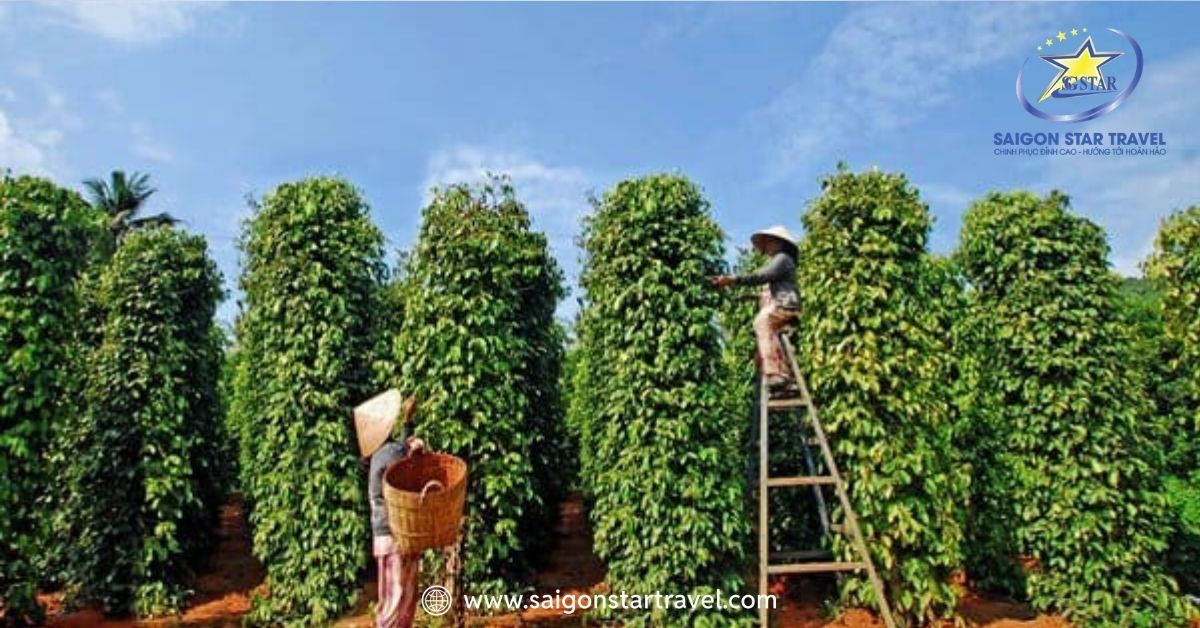Vườn hồ tiêu Phú Quốc