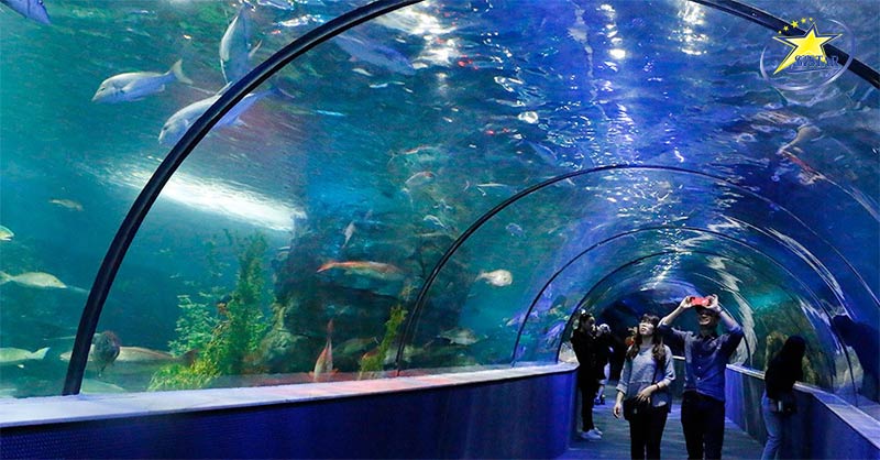 Công Viên Văn Hóa Suối Tiên - Điểm Đến Giải Nhiệt Mùa Hè Thú Vị | Saigon Star Travel Tham quan Thuỷ cung Suối Tiên