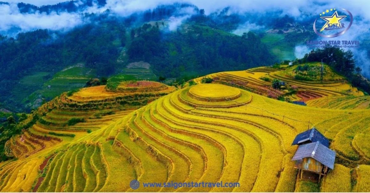 Mùa lúa chín trên các dãy ruộng bậc thang ở Sapa
