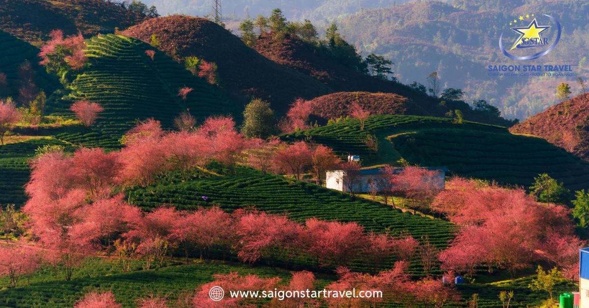 Hoa Mai anh đào nở rộ trên những triền đồi Sapa vào mùa xuân