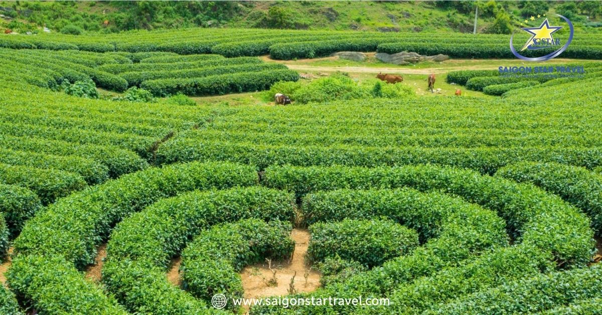 Đồi chè Trái Tim