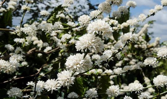 Du lịch Tây Nguyên có gì hấp dẫn | Saigon Star Travel du-lich-tay-nguyen-1