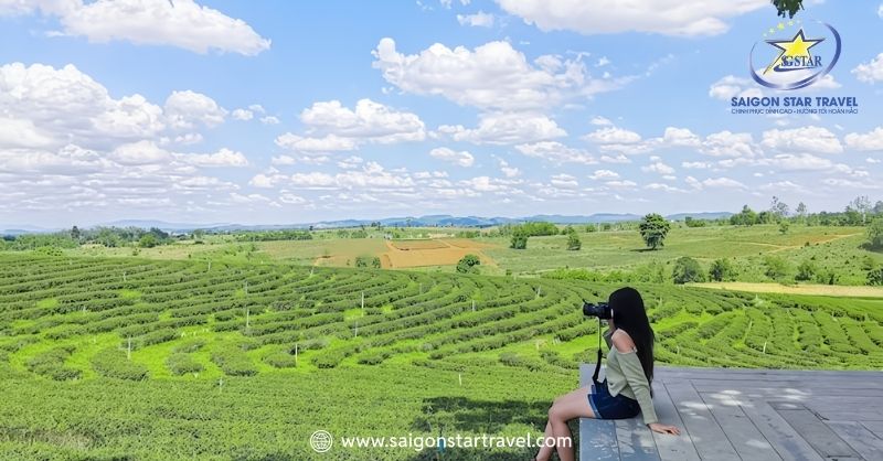 Tour Thái Lan Chiang Mai 4 ngày 3 đêm | Đồi chè Choui Fong