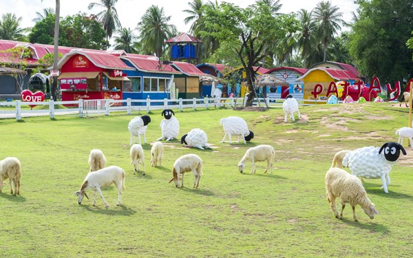 Du lịch Thái Lan, khám phá nông trại cừu Pattaya | Saigon Star Travel du-lich-thai-lan-kham-pha-nong-trai-cuu-pattaya-2