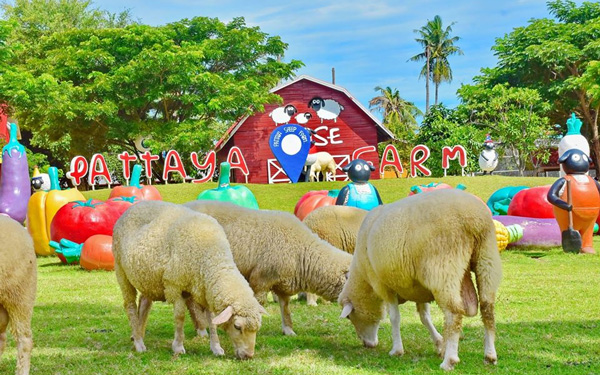 Du lịch Thái Lan, khám phá nông trại cừu Pattaya | Saigon Star Travel du-lich-thai-lan-kham-pha-nong-trai-cuu-pattaya-3