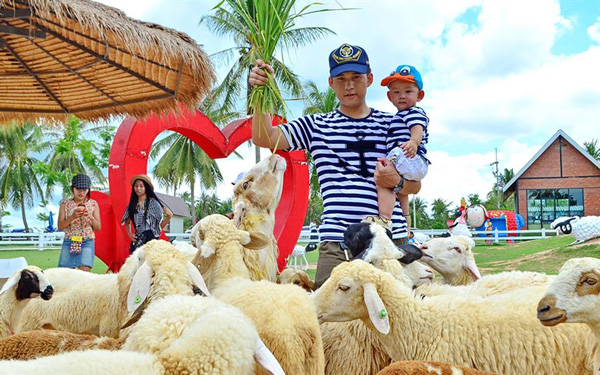Du lịch Thái Lan, khám phá nông trại cừu Pattaya | Saigon Star Travel du-lich-thai-lan-kham-pha-nong-trai-cuu-pattaya-4