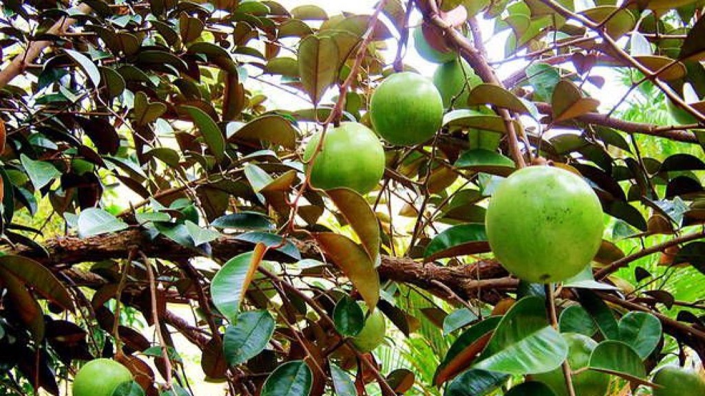 Chia sẻ kinh nghiệm du lịch Tiền Giang bằng xe máy | Saigon Star Travel Du-lich-Tien-Giang-1