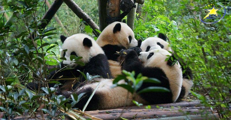 Tậm mắt nhìn ngắm "quốc nbảo" Trung Quốc tạiKhu nghiên Cứu Bảo Tồn Gấu Trúc Đô Giang Yển