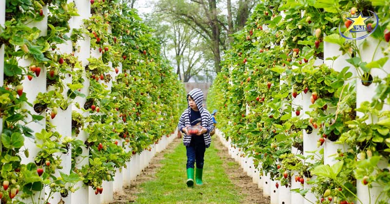 Tour Du lịch Úc 7 Ngày 6 Đêm | Sydney - Melbourne | Saigon Star Travel Tận tay hái những trái dâu chín mọng ở vườn Bacchus Marsh
