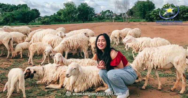 Tham quan Đồi cừu Suối Nghệ – Tour Du lịch Long Hải 2N1Đ