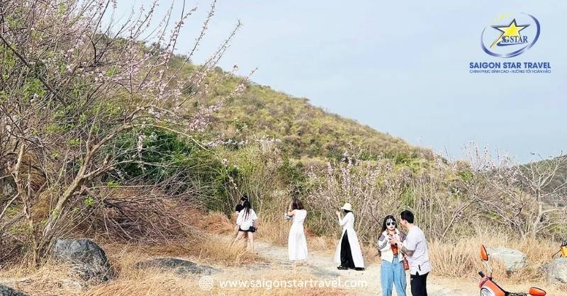 Đồi Con Heo Vũng Tàu - Điểm Đến Vàng Cho Tâm Hồn Lãng Mạn | Saigon Star Travel Đồi Con Heo khoác lên mình lớp áo hồng dịu dàng của hoa đỗ mai