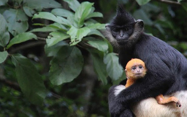 Du lịch vườn quốc gia Cúc Phương có gì hay? | Saigon Star Travel du-lich-vuon-quoc-gia-cuc-phuong-co-gi-hay-7