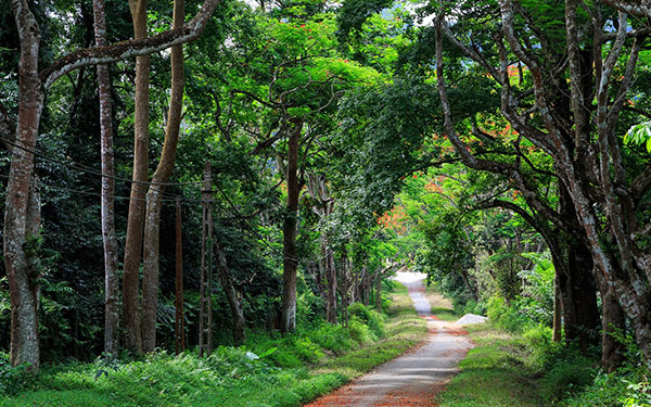 Du lịch vườn quốc gia Cúc Phương có gì hay? | Saigon Star Travel du-lich-vuon-quoc-gia-cuc-phuong-co-gi-hay-8