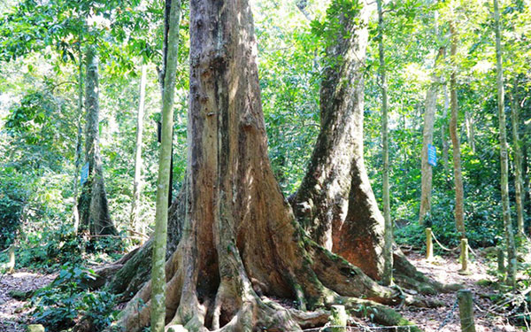 Du lịch vườn quốc gia Cúc Phương có gì hay? | Saigon Star Travel du-lich-vuon-quoc-gia-cuc-phuong-co-gi-hay-9