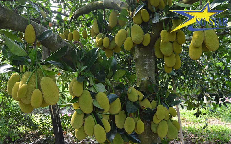 Mùa trái cây Miền Tây – Thời gian và kinh nghiệm tham quan miệt vườn | Saigon Star Travel Mùa trái cây Miền Tây – Thời gian và kinh nghiệm tham quan miệt vườn