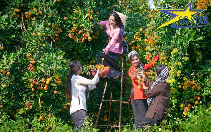 Mùa trái cây Miền Tây – Thời gian và kinh nghiệm tham quan miệt vườn | Saigon Star Travel Kinh nghiệm du lịch vườn trái cây miền Tây Nam Bộ