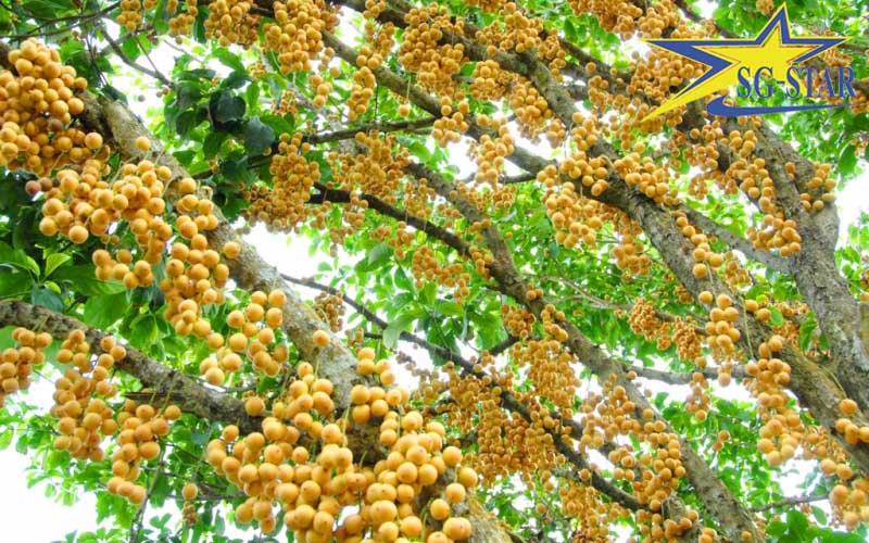 Mùa trái cây Miền Tây – Thời gian và kinh nghiệm tham quan miệt vườn | Saigon Star Travel Những vườn trái cây miền Tây nổi tiếng nhất