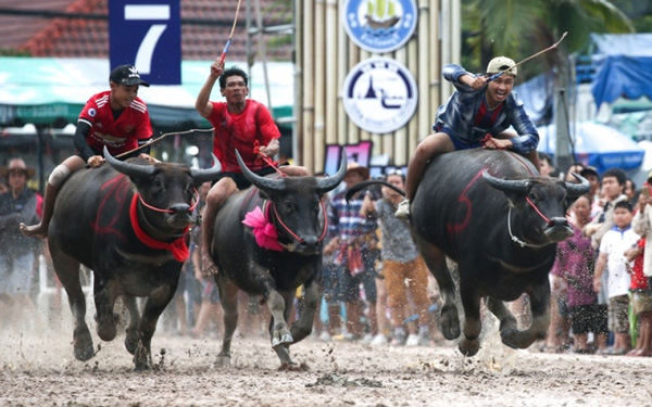 Đua trâu Thái Lan - Lễ hội đặc sắc ở đất nước chùa Vàng | Saigon Star Travel dua trau thai lan le hoi dac sac o dat nuoc chua vang 2
