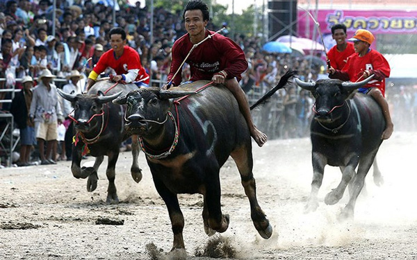 Đua trâu Thái Lan - Lễ hội đặc sắc ở đất nước chùa Vàng | Saigon Star Travel dua trau thai lan le hoi dac sac o dat nuoc chua vang 4