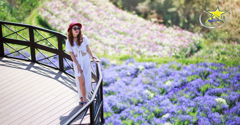 Khám phá Kombi Land Đà Lạt - Nơi sống ảo độc đáo giữa lòng thành phố | Saigon Star Travel f canh dong hoa da lat