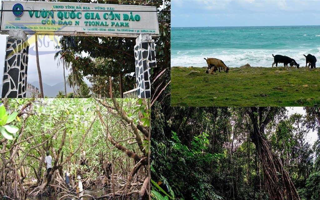 Phương tiện đi Tour côn đảo 2 ngày 1 đêm | Saigon Star Travel Vườn quốc gia côn đảo với nhiều loài động vật quý hiếm