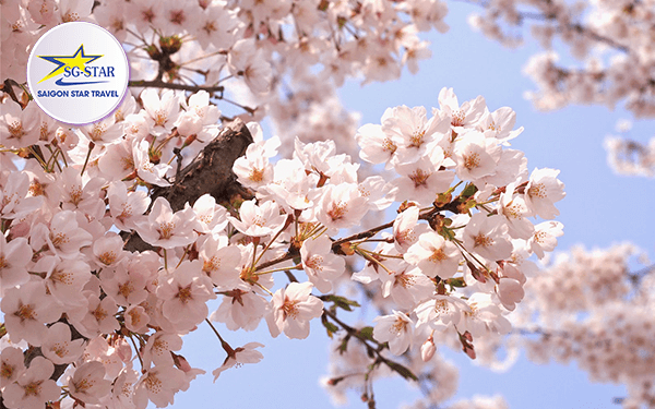 Tour Hàn Quốc tháng 3 có gì nổi bật và thu hút du khách? | Saigon Star Travel tour-han-quoc-thang-3-co-gi-noi-bat-va-thu-hut-du-khach