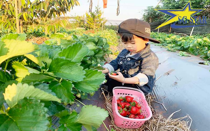 Tự tay bé thu hoạch những trái dâu tây chín mọng  Tự tay bé thu hoạch những trái dâu tây chín mọng Kinh nghiệm du lịch Đà Lạt có trẻ em