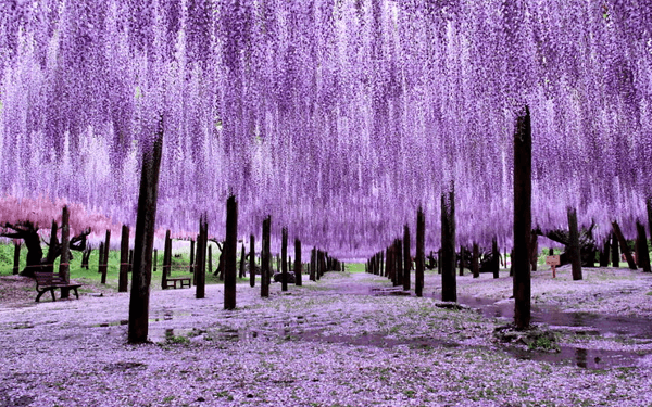 Đi tour Nhật Bản 30/4 ngắm hoa Tử Đằng hàng trăm năm tuổi | Saigon Star Travel di-tour-nhat-ban-30-4-ngam-hoa-tu-dang-hang-tram-nam-tuoi-9