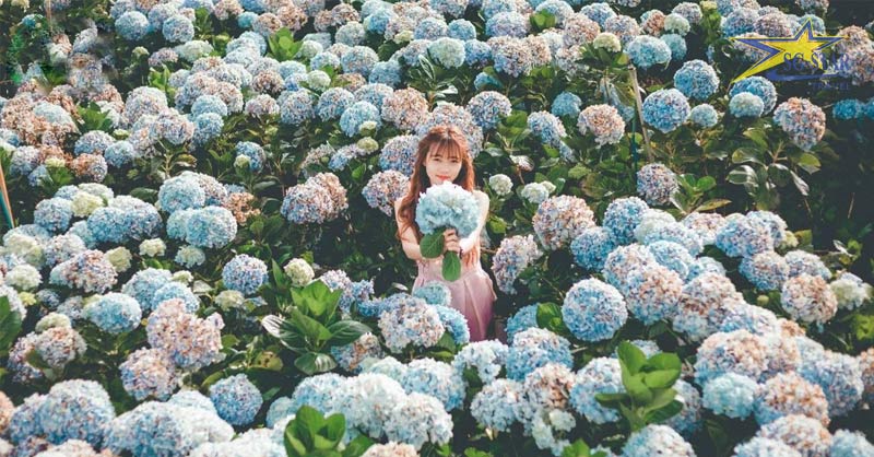 Tất tần tật về kinh nghiệm du lịch Tết Đà Lạt 2025 | Saigon Star Travel hoa cam tu cau lac duong