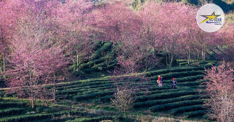 Tháng 3 Nên Đi Du Lịch Ở Đâu? List Điểm Du Lịch Tháng 3 Hấp Dẫn 
Lỗi giao diện: file 'snippets/shortcode-current_date.bwt' không được tìm thấy
 | Saigon Star Travel hoa-mai-anh-dao-ngop-sac-tren-doi-che-tai-sapa