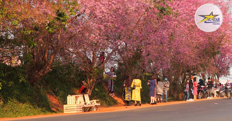 Tháng 2 Nên Đi Du Lịch Ở Đâu Đẹp Nhất? 10 + Điểm Du Lịch Hot 
Lỗi giao diện: file 'snippets/shortcode-current_date.bwt' không được tìm thấy
 | Saigon Star Travel hoa-mai-anh-dao-no-phu-hong-doc-duong-da-lat