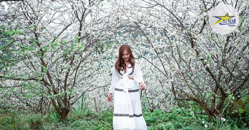 Hoa mận thi nhau đua nở tạo nên một khung cảnh cực kỳ trữ tình nên thơ Hoa mận thi nhau đua nở tạo nên một khung cảnh cực kỳ trữ tình nên thơ