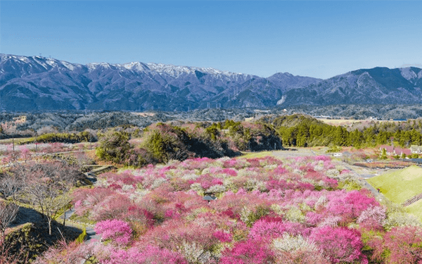 Tour Nhật Bản tháng 3- thời điểm tuyệt vời ngắm hoa Anh Đào | Saigon Star Travel tour-nhat-ban-thang-3-2