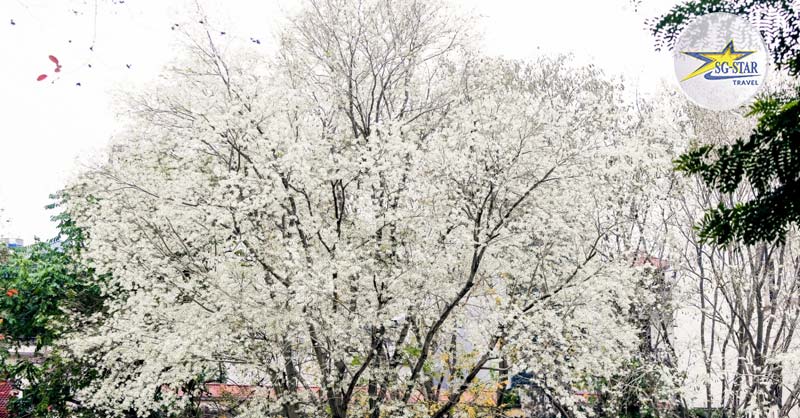 Tháng 3 Nên Đi Du Lịch Ở Đâu? List Điểm Du Lịch Tháng 3 Hấp Dẫn 
Lỗi giao diện: file 'snippets/shortcode-current_date.bwt' không được tìm thấy
 | Saigon Star Travel hoa-sua-ha-noi-no-trang-troi-khien-bao-nguoi-phai-nao-long