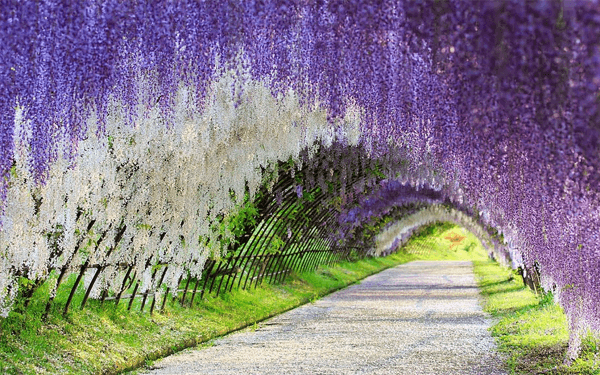 Đi tour Nhật Bản 30/4 ngắm hoa Tử Đằng hàng trăm năm tuổi | Saigon Star Travel di-tour-nhat-ban-30-4-ngam-hoa-tu-dang-hang-tram-nam-tuoi-3