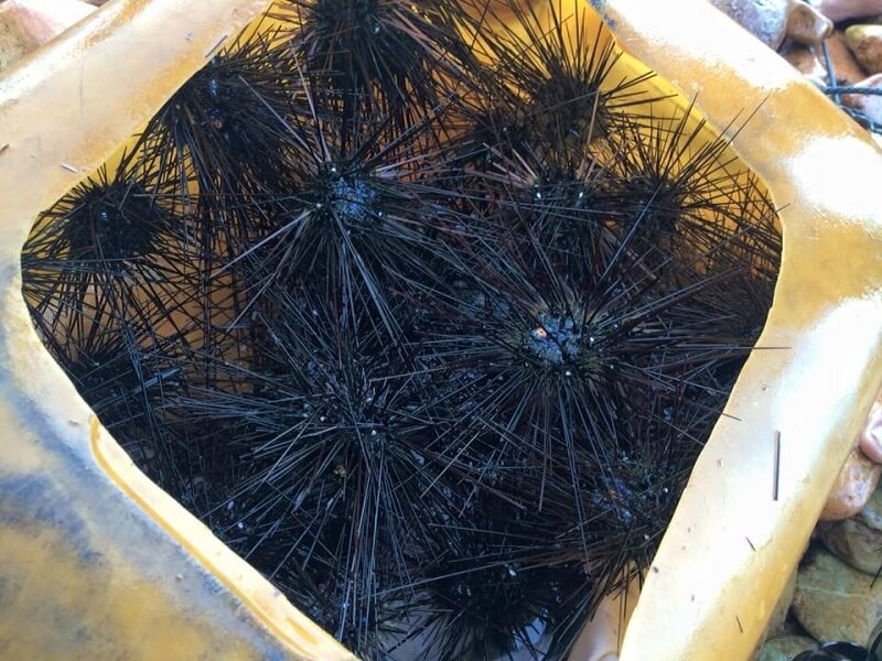 Thiên đường du lịch biển- Hòn Bờ Đập | Saigon Star Travel hon-bo-dap