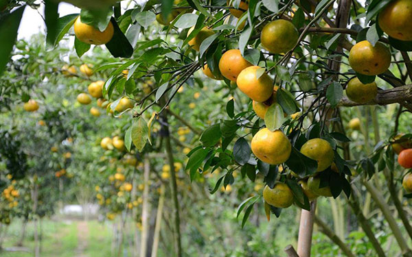 Khám phá 5 địa điểm du lịch Tiền Giang hấp dẫn nhất | Saigon Star Travel kham-pha-5-dia-diem-du-lich-tien-giang-hap-dan-nhat-3