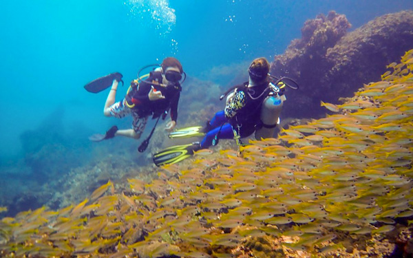 Khám phá đảo Phi Phi - hòn ngọc xanh của Thái Lan | Saigon Star Travel Lặn ngắm san hô và các loại sinh vật dưới biển