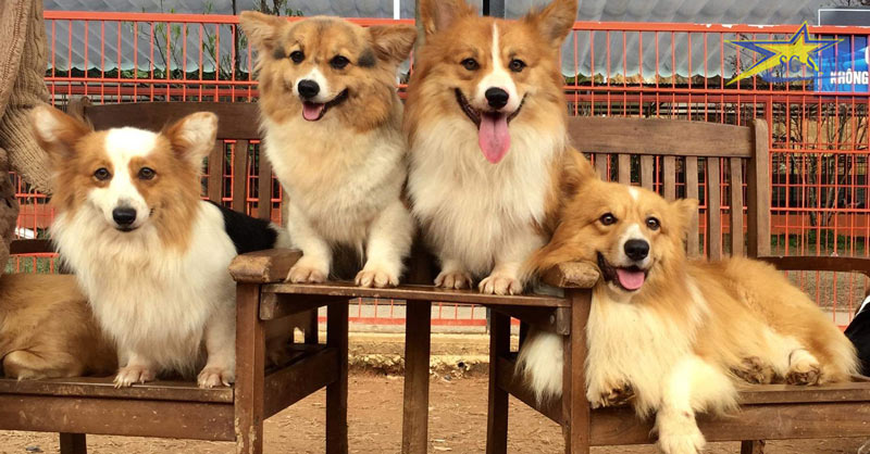 Khám phá du lịch Tà Đùng - Đà Lạt giá rẻ | Saigon Star Travel Vui đùa cùng bầy cún trong Puppy Farm