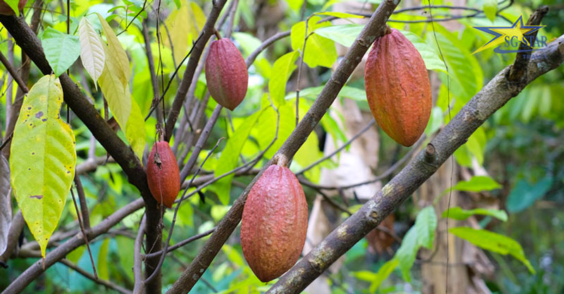 Khám phá du lịch Tà Đùng - Đà Lạt giá rẻ | Saigon Star Travel Tham quan vườn ca cao trĩu quả